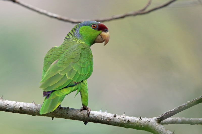 Lilac-crowned Amazon