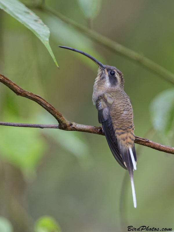 Long-billed Hermit