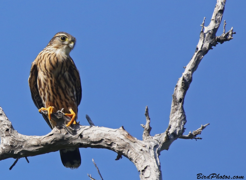 Merlin