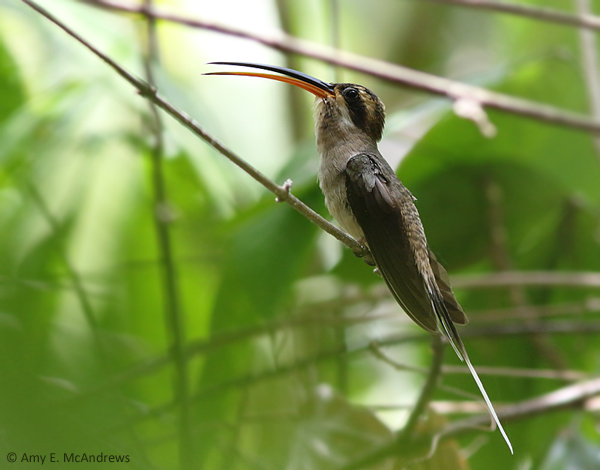 Mexican Hermit