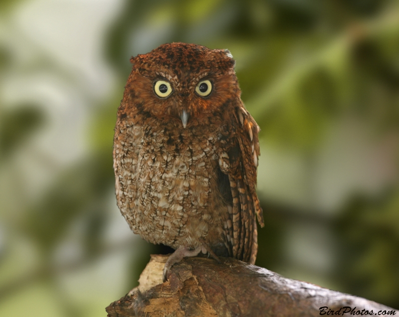 Middle American Screech Owl