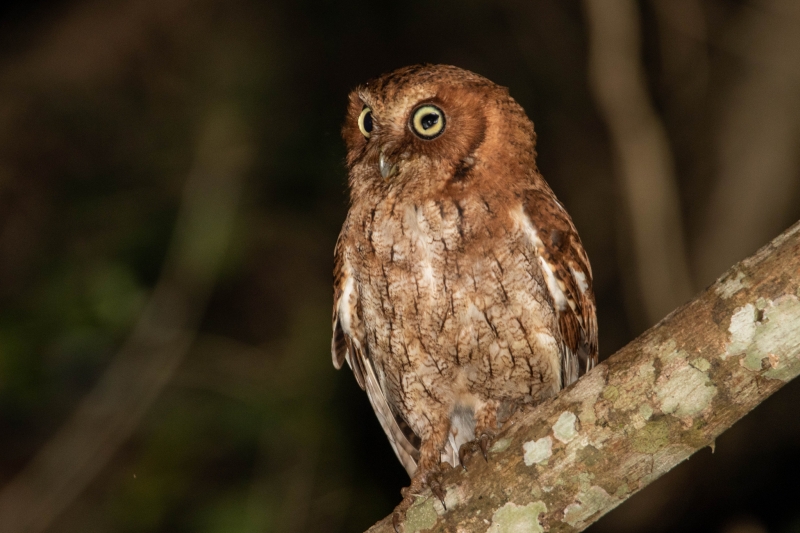 Middle American Screech Owl