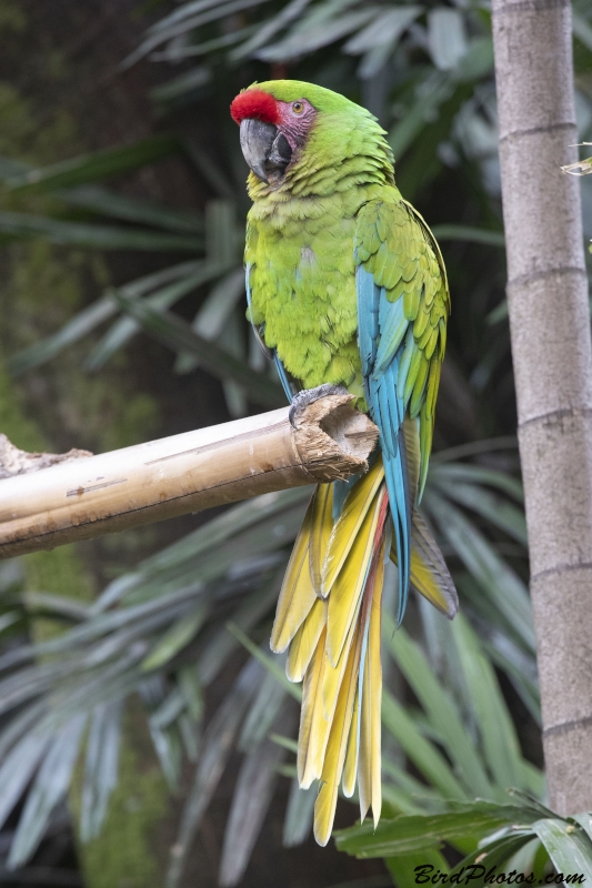 Military Macaw