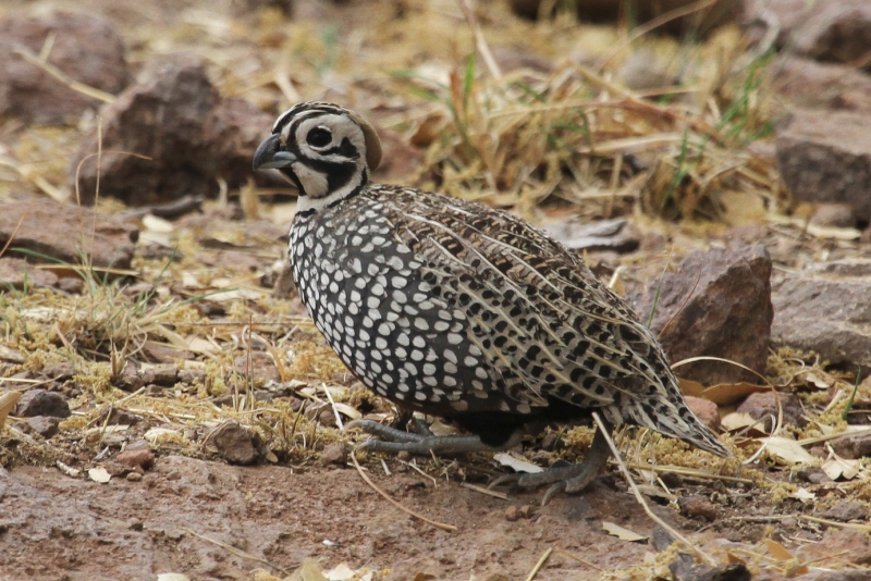 Montezuma Quail