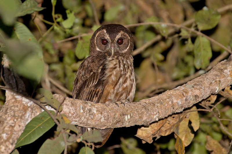 Mottled Owl