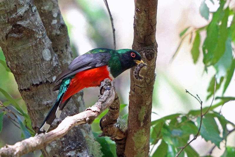 Mountain Trogon