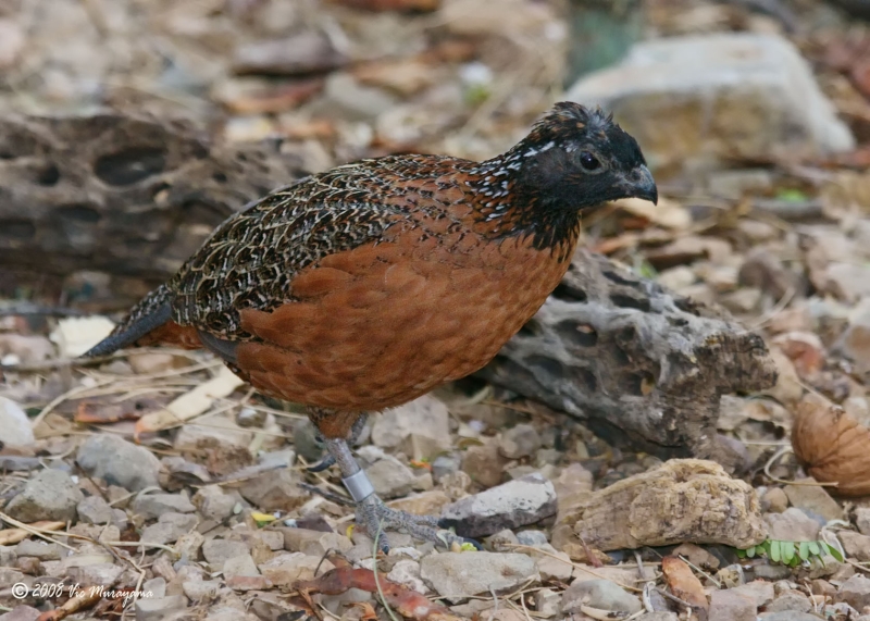 Northern Bobwhite