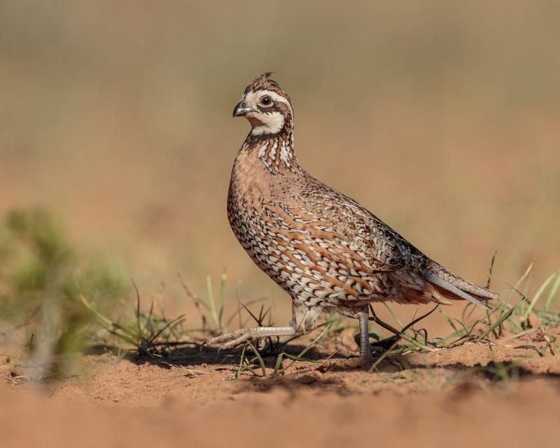 Northern Bobwhite