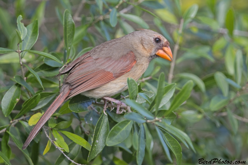 Northern Cardinal