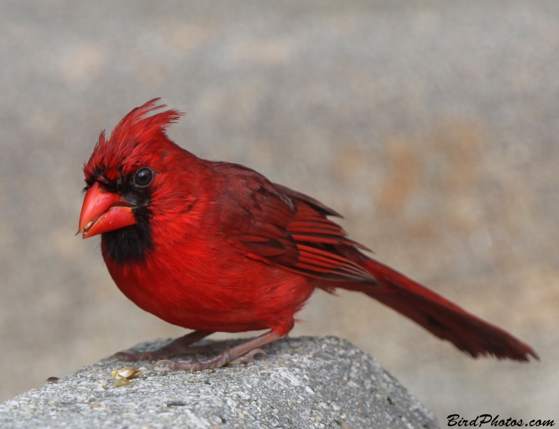 Northern Cardinal