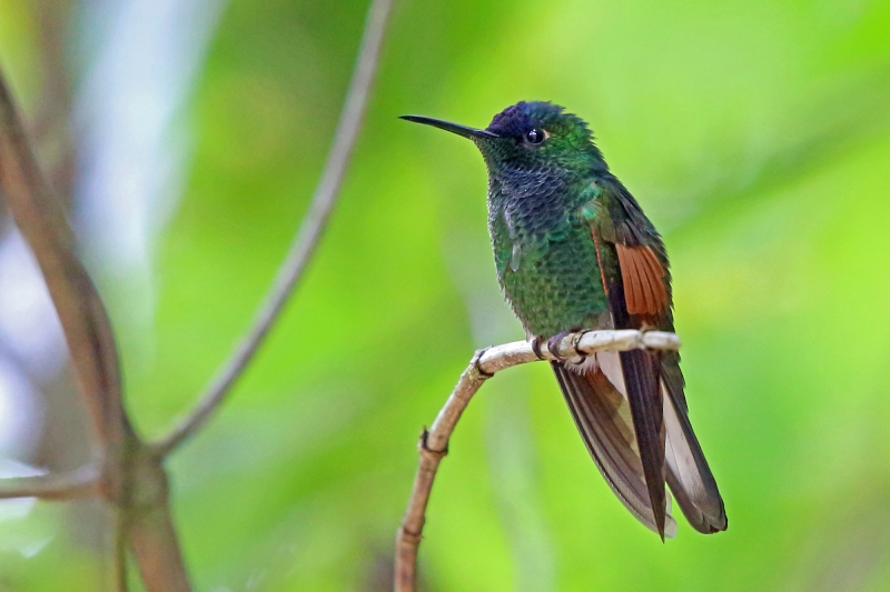 Oaxaca Hummingbird