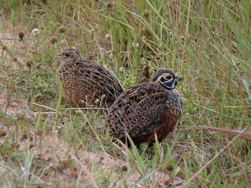 Ocellated Quail