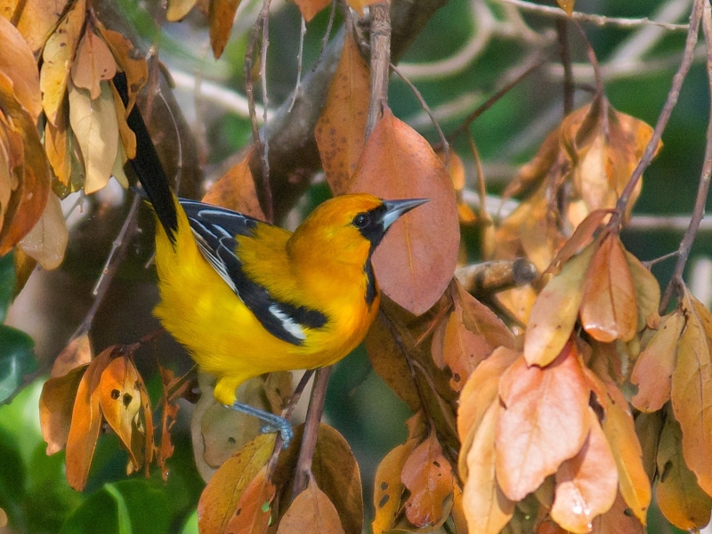 Orange Oriole