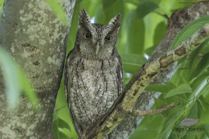 Pacific Screech Owl