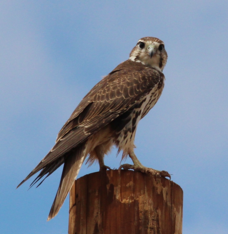 Prairie Falcon