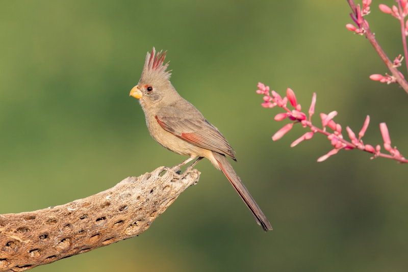 Pyrrhuloxia