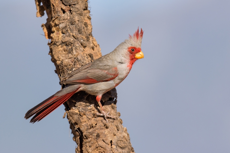 Pyrrhuloxia