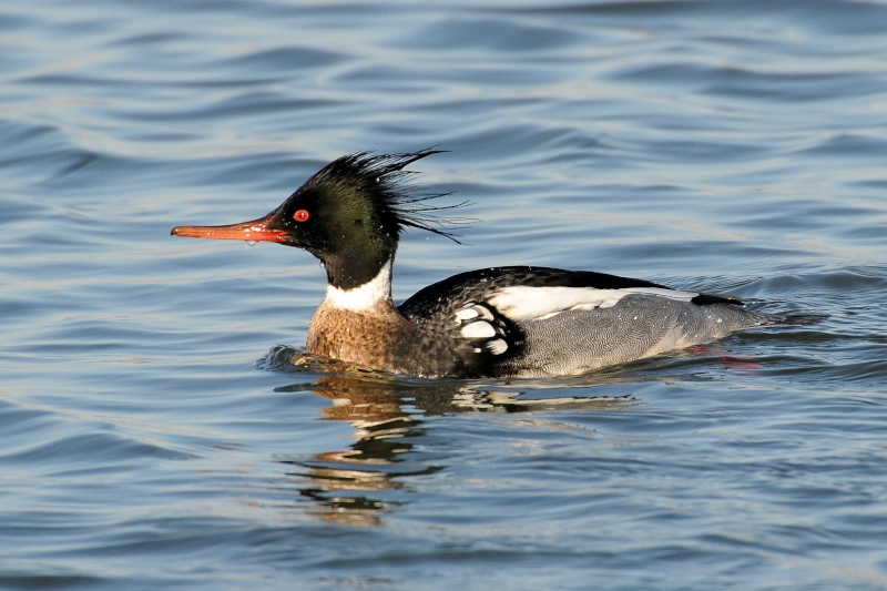 Red-breasted Merganser