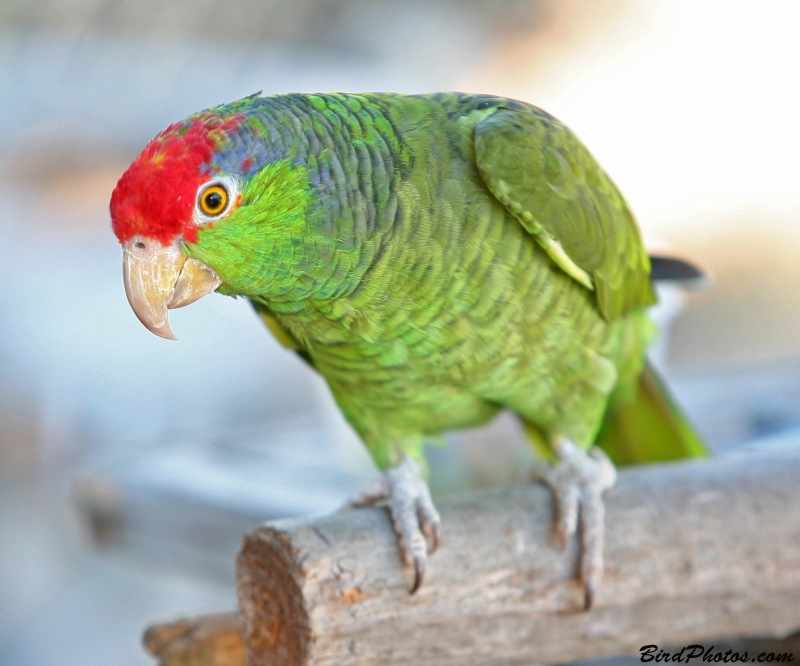 Red-crowned Amazon