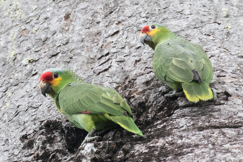 Red-lored Amazon