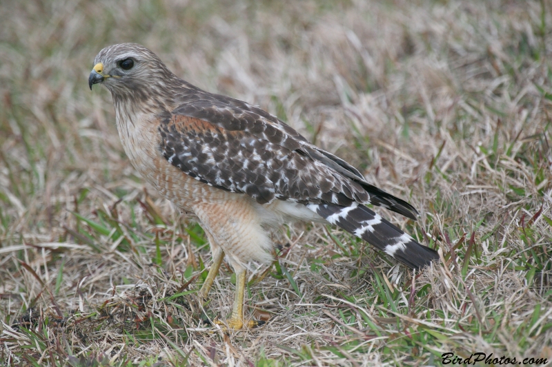 Red-shouldered Hawk