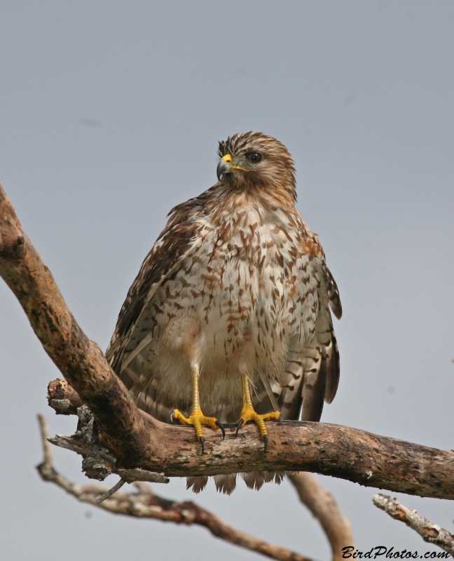 Red-shouldered Hawk