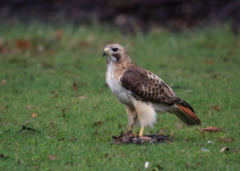 Red-tailed Hawk