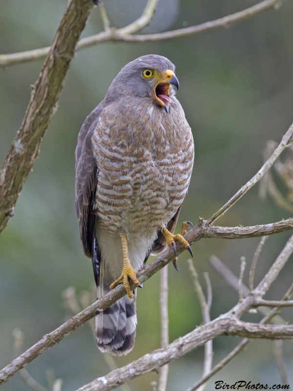 Roadside Hawk