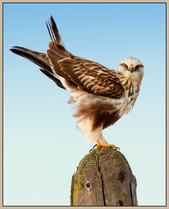 Rough-legged Buzzard