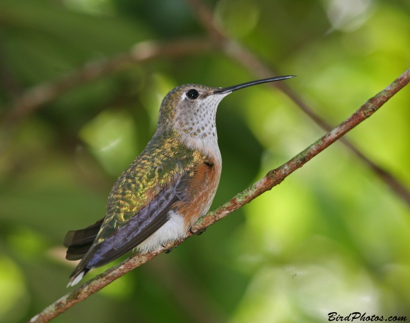 Rufous Hummingbird