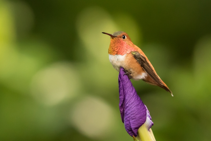 Rufous Hummingbird