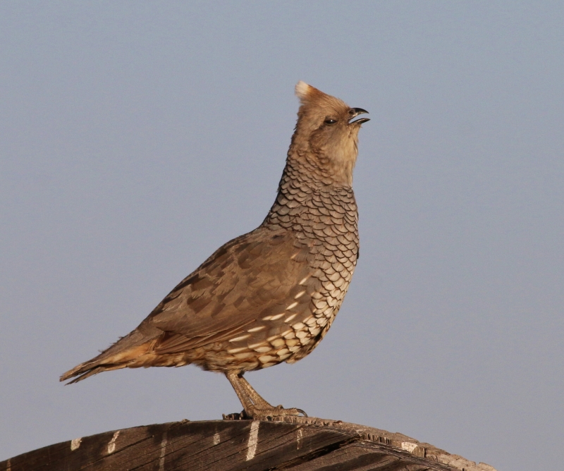 Scaled Quail