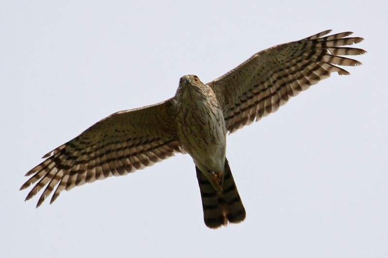 Sharp-shinned Hawk