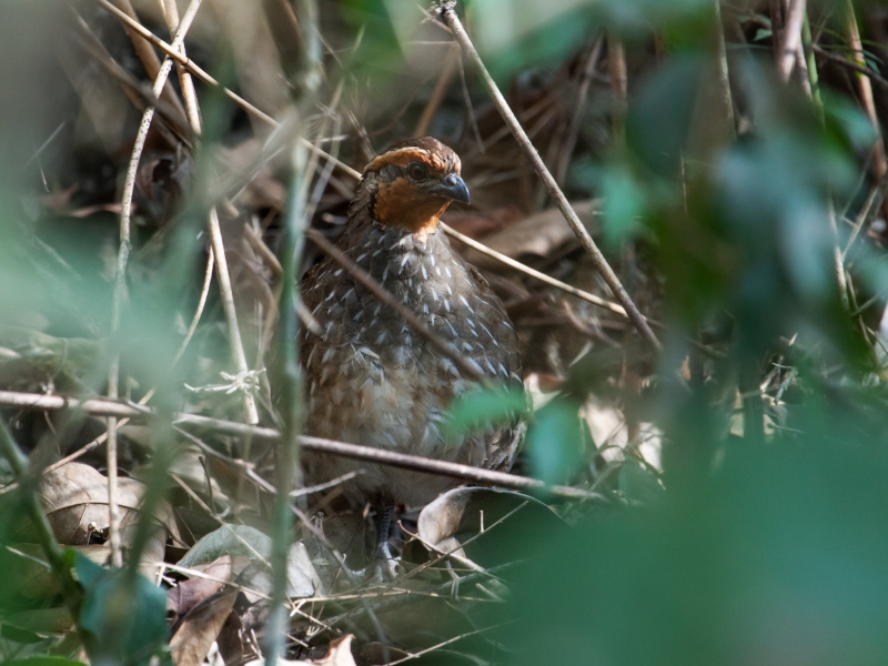 Singing Quail