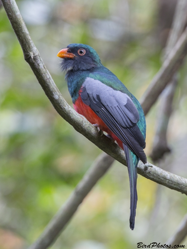 Slaty-tailed Trogon