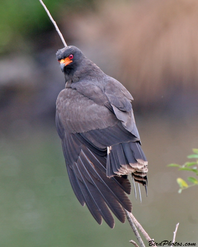 Snail Kite