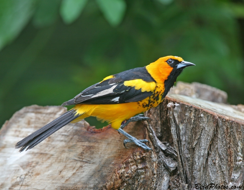 Spot-breasted Oriole