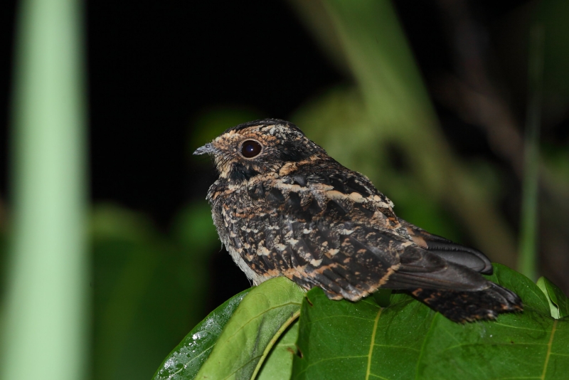 Spot-tailed Nightjar