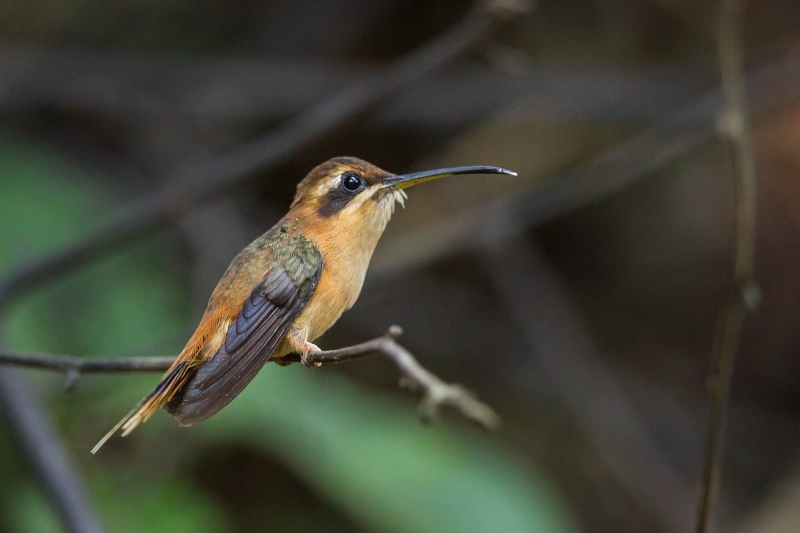 Stripe-throated Hermit