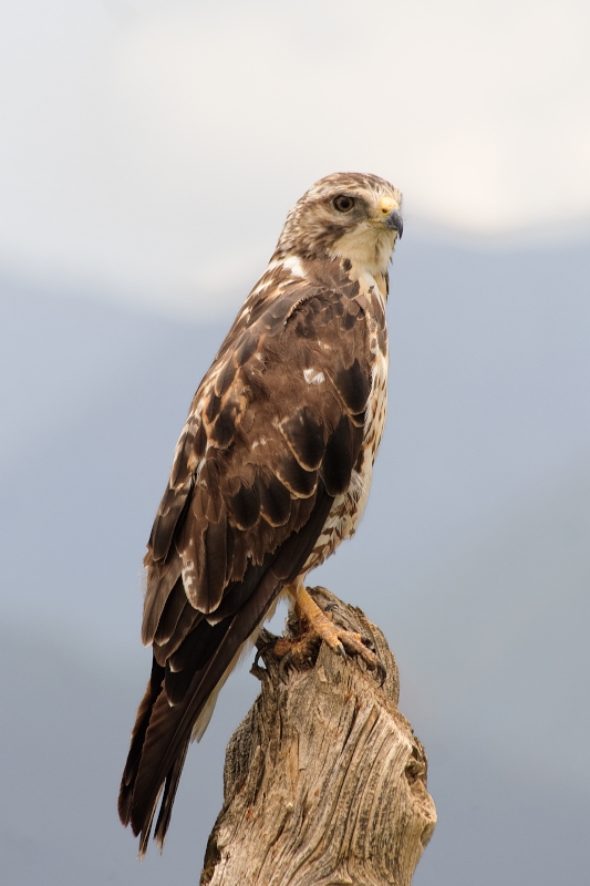 Swainson's Hawk