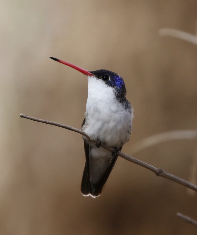 Violet-crowned Hummingbird