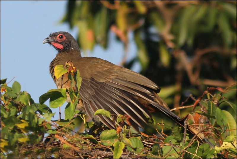 West Mexican Chachalaca