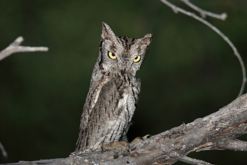 Western Screech Owl