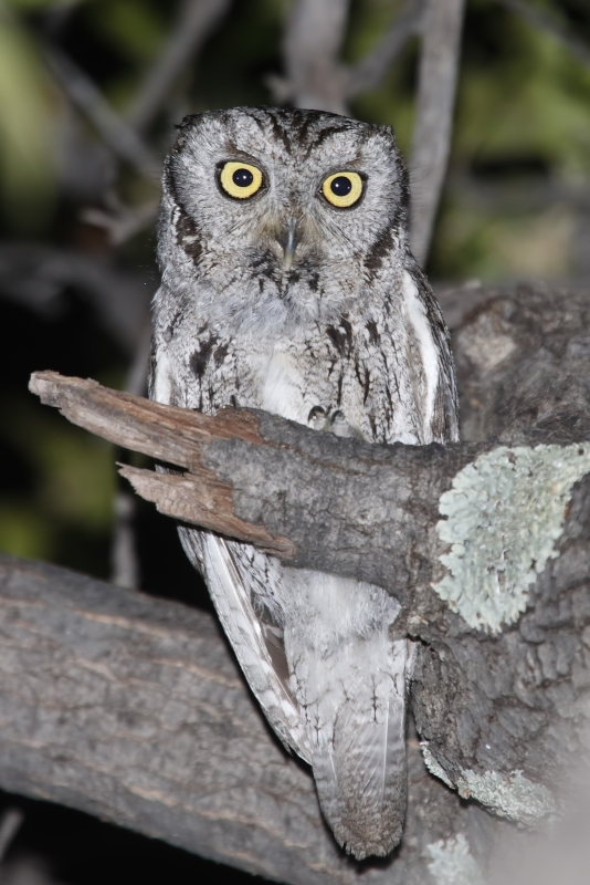 Whiskered Screech Owl