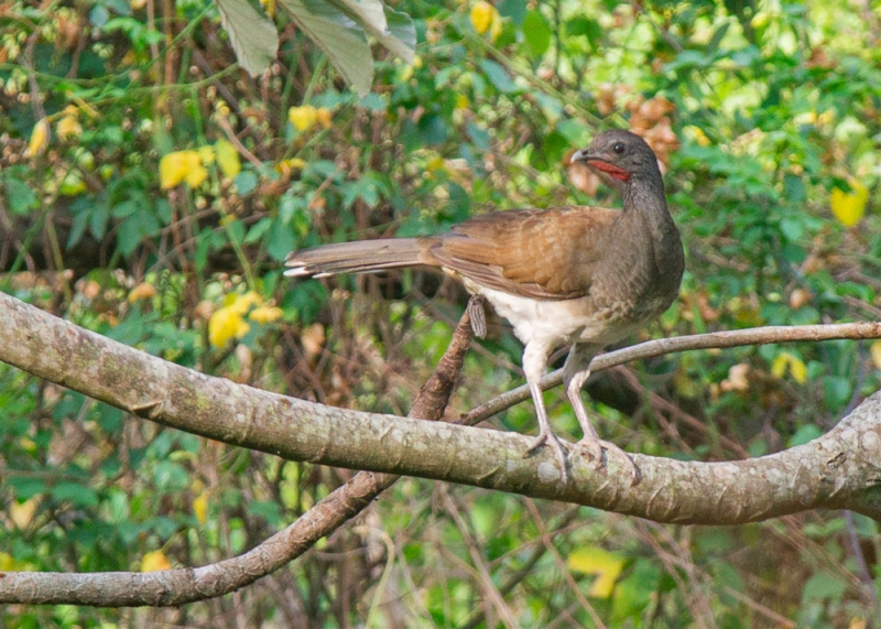 White-bellied Chachalaca