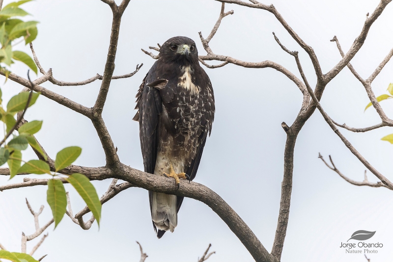 White-tailed Hawk