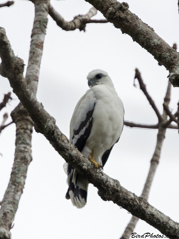 White Hawk