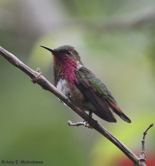 Wine-throated Hummingbird