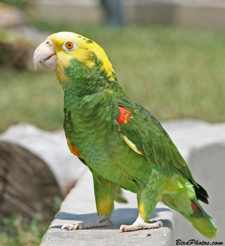 Yellow-headed Amazon