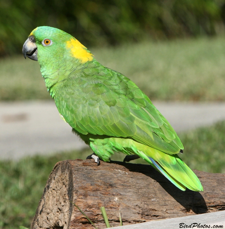 Yellow-naped Amazon